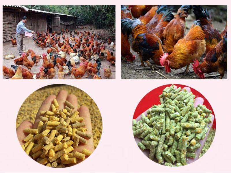Phương thức phối trộn nguyên liệu làm cám viên cho gà